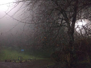 
      A tree over a deserted footpath is silhouetted against a street lamp.